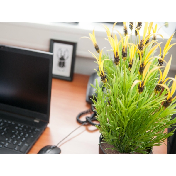 EUROPALMS Feather lettuce, artificial, 40cm - keinotekoinen