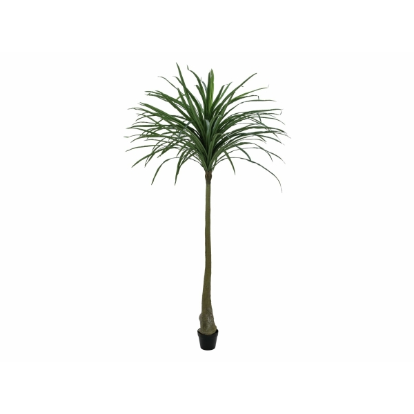 EUROPALMS Dracena