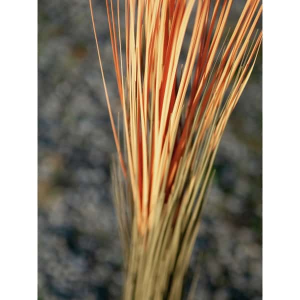 EUROPALMS Reed grass, light brown, artificial, 127cm - keinotekoinen