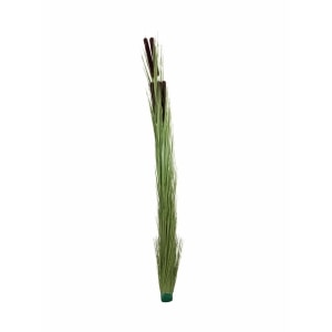 EUROPALMS Reed grass with cattails