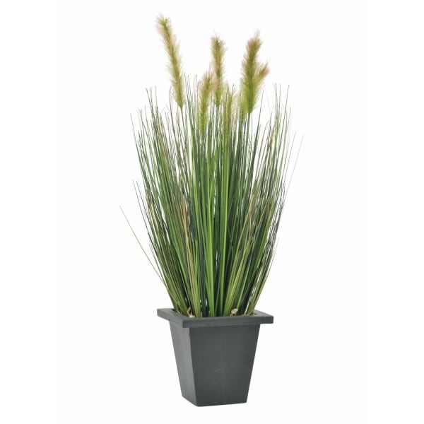EUROPALMS Moor-grass in pot