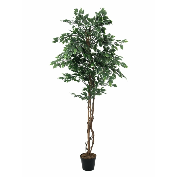 EUROPALMS Variegated Ficus