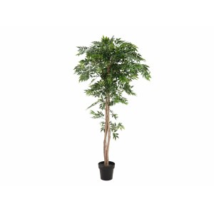 EUROPALMS Ficus longifolia