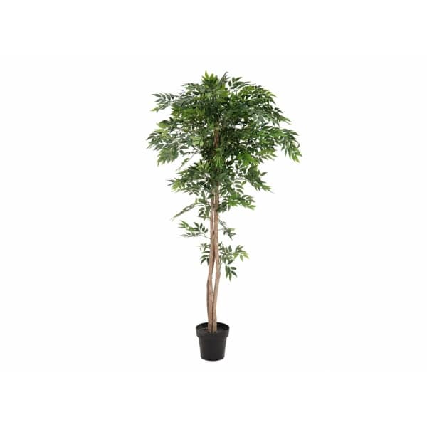 EUROPALMS Ficus longifolia
