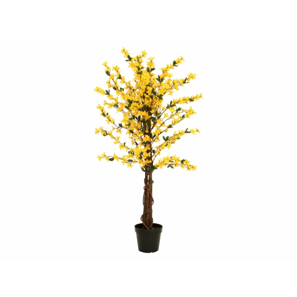 EUROPALMS Forsythia tree with 3 trunks