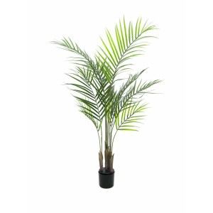 EUROPALMS Areca palm with big leaves