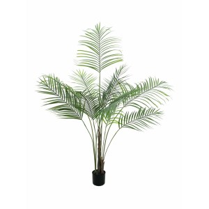 EUROPALMS Areca palm with big leaves
