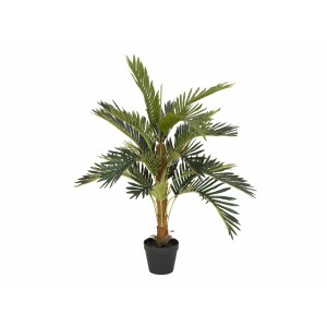 EUROPALMS Coconut palm