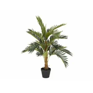 EUROPALMS Coconut palm