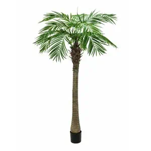 EUROPALMS Phoenix palm tree luxor