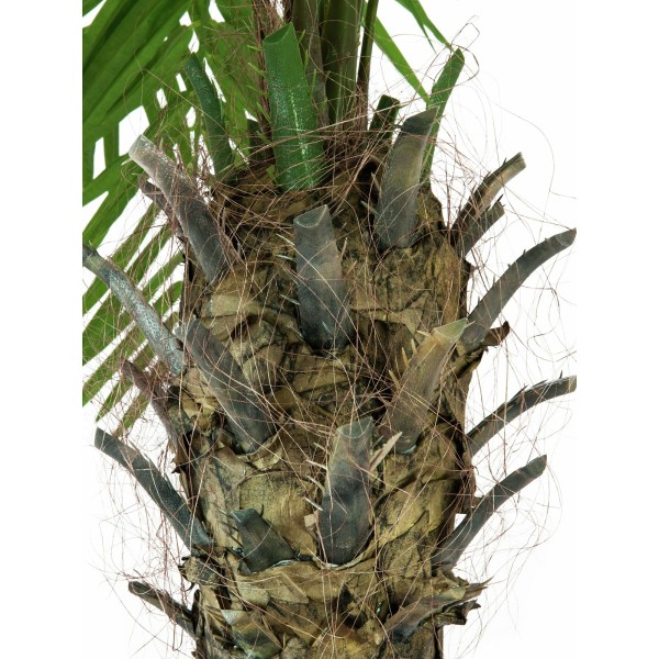 EUROPALMS Phoenix palm tree luxor, artificial plant, 210cm - keinotekoinen