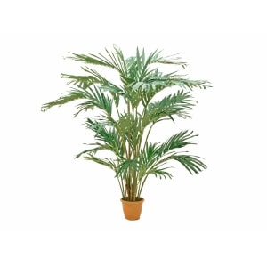 EUROPALMS Canary date palm