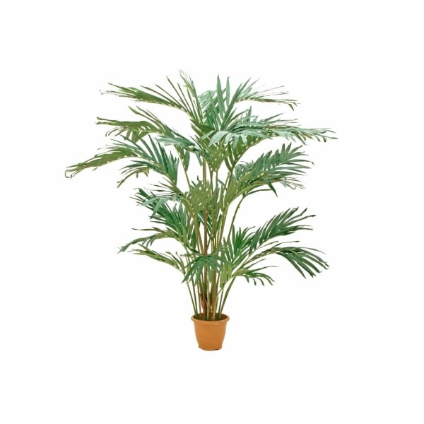 EUROPALMS Canary date palm