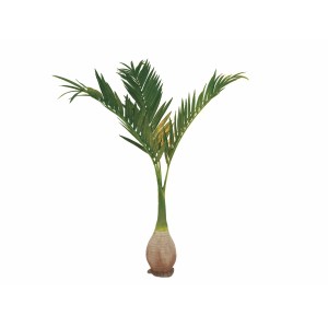 EUROPALMS Phoenix palm