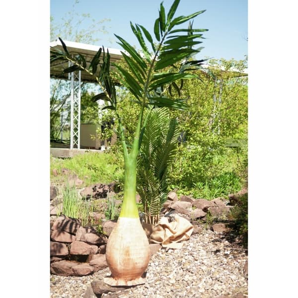 EUROPALMS Phoenix palm, artificial plant, 240cm - keinotekoinen