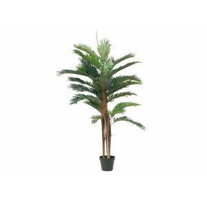 EUROPALMS Kentia palm tree