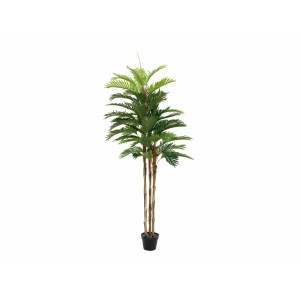 EUROPALMS Kentia palm tree