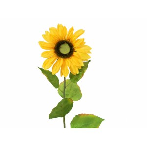 EUROPALMS Sunflower