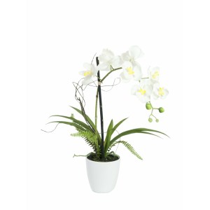 EUROPALMS Orchid arrangement 1