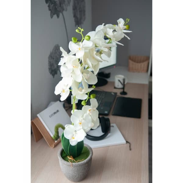 EUROPALMS Orchid, artificial plant, cream, 80cm - keinotekoinen