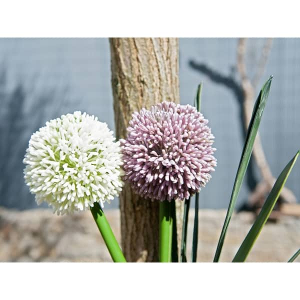EUROPALMS Allium spray, artificial, cream, 55cm - keinotekoinen