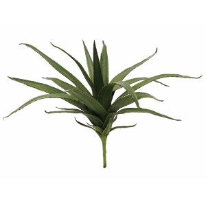 EUROPALMS Aloe (EVA)