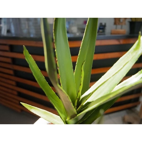 EUROPALMS Aloe (EVA), artificial, green, 50cm - keinotekoinen