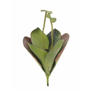 EUROPALMS Water Lily (EVA)
