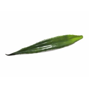 EUROPALMS Aloe leaf (EVA)