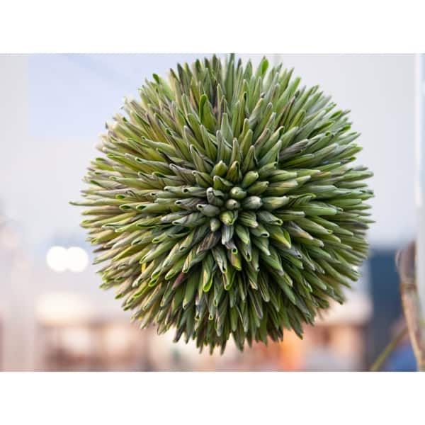 EUROPALMS Succulent Ball (EVA), artificial plant, green, 20cm - keinotekoinen