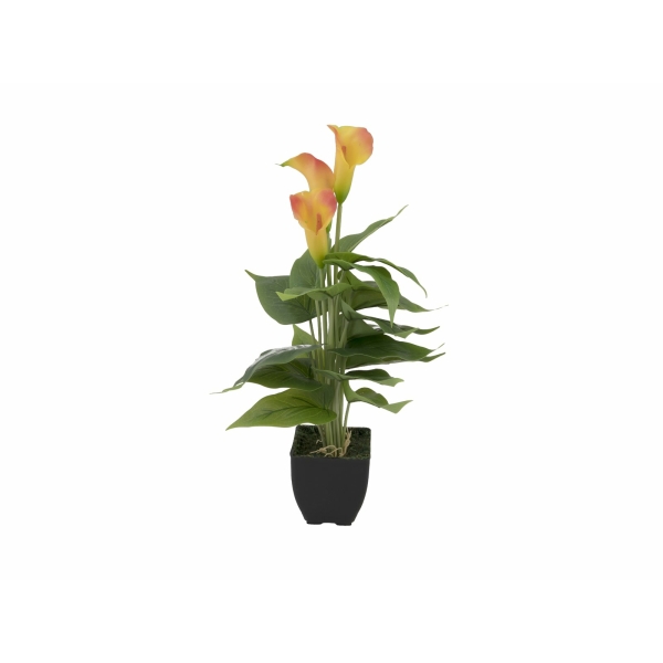 EUROPALMS Mini Calla