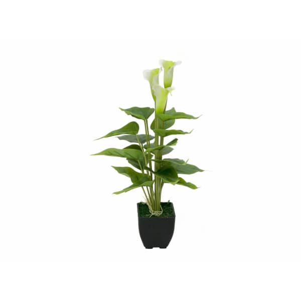 EUROPALMS Mini Calla