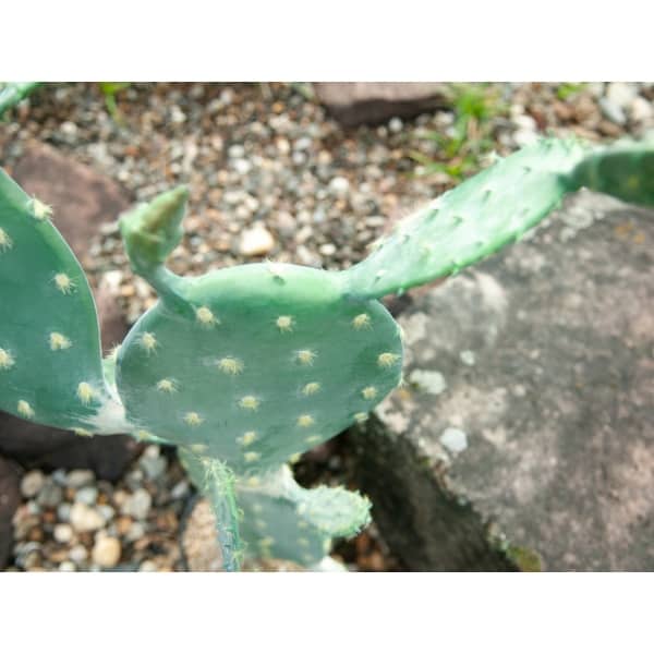EUROPALMS Nopal cactus, artificial plant, 76cm - keinotekoinen