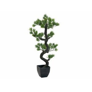 EUROPALMS Pine bonsai