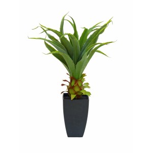 EUROPALMS Agave plant with pot