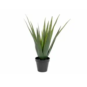 EUROPALMS Aloe vera plant