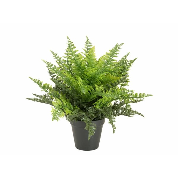 EUROPALMS Fern bush in pot