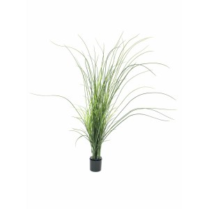 EUROPALMS Reed (grass)