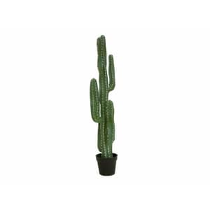 EUROPALMS Mexican cactus