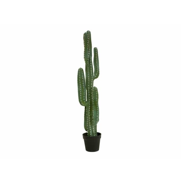 EUROPALMS Mexican cactus