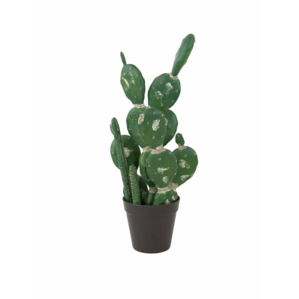 EUROPALMS Mixed cactuses
