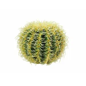 EUROPALMS Barrel Cactus