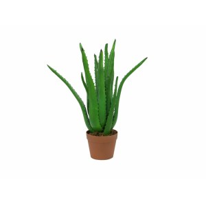 EUROPALMS Aloe Vera Plant